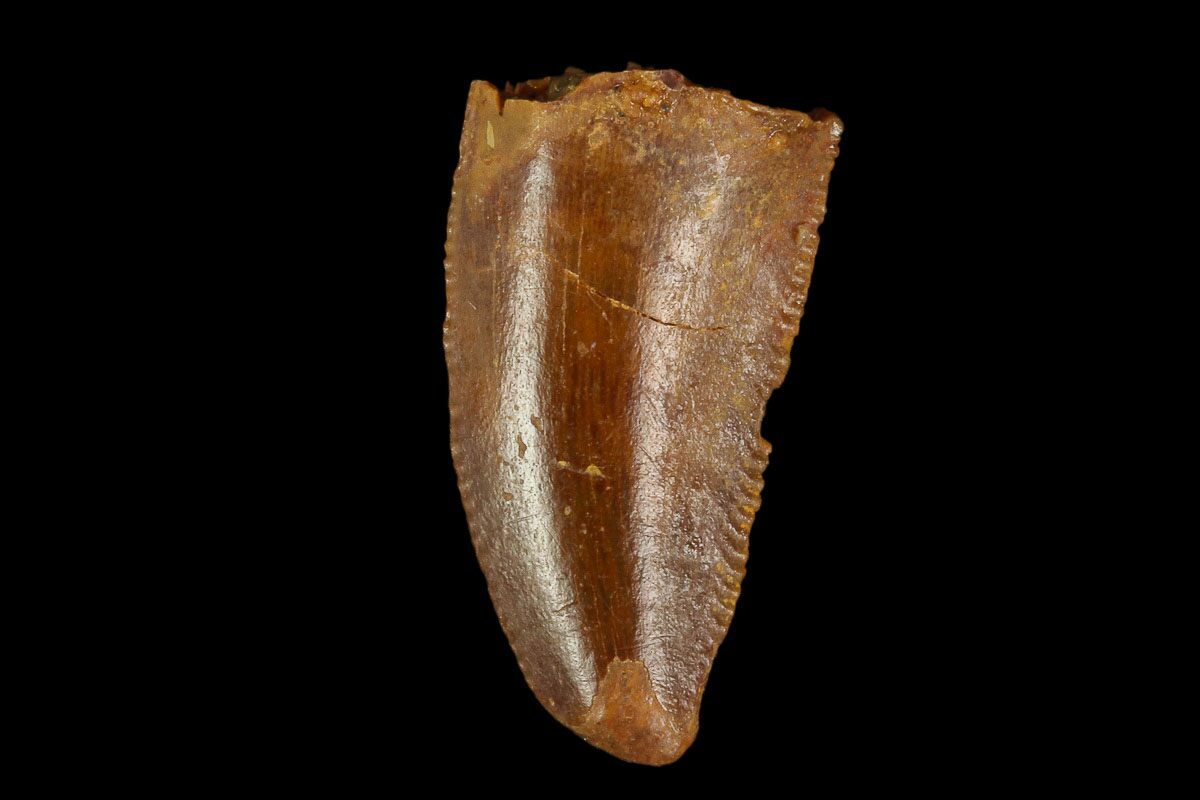 raptor tooth fossil