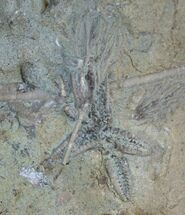 Ordovician Aged Starfish and Crinoid Fossils #8404