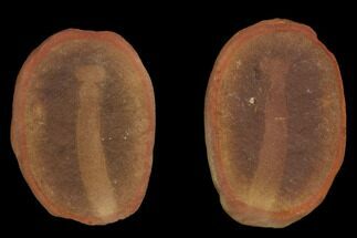 Fossil Arrow Worm (Paucijaculum) Pos/Neg- Illinois #120871