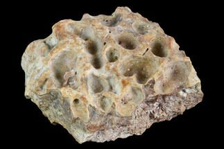 Fossil Crocodile Scute Section - Aguja Formation, Texas #116663