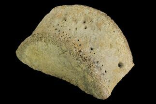 Fossil Hadrosaur Phalange Bone Section - Aguja Formation, Texas #116589