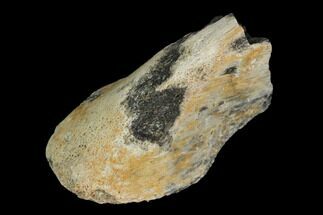 Fossil Hadrosaur Vertebra Fragment - Aguja Formation, Texas #116605