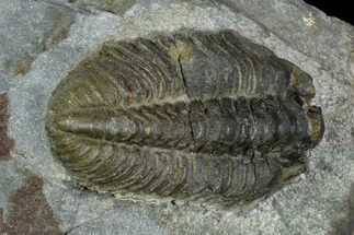 Gravicalymene arcuata Trilobite - United Kingdom #121369