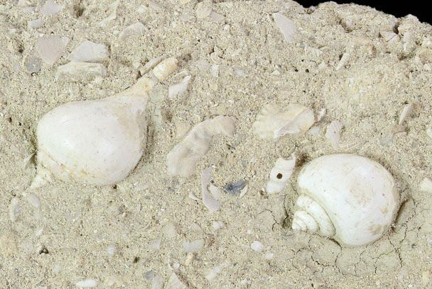 Eocene Fossil Gastropods (Globularia & Sycostoma) - Damery, France 