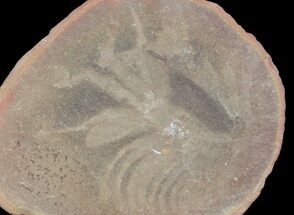Unidentified Fossil Shrimp Molt, Pos/Neg - Illinois #120960