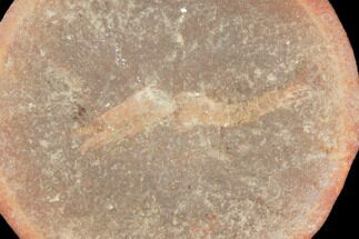 Fossil Shrimp (Essoidea) - Illinois #120975