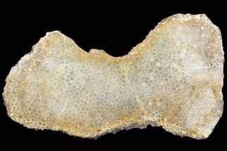 11.6" Polished, Fossil Coral Slab - Indonesia - Fossil #121881