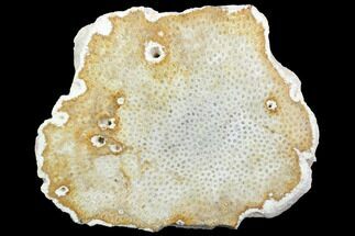 Polished, Fossil Coral Slab - Indonesia #121889