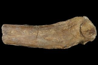 Mosasaur (Platecarpus) Vertebra Process - Kansas #121992