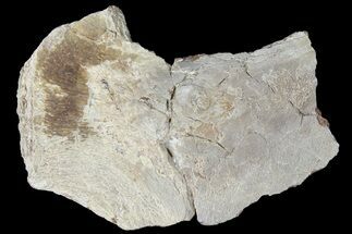 Mosasaur (Platecarpus) Vertebra Process Section - Kansas #121993