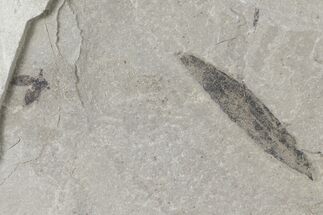 Fossil Seed Pod & Leaf (Cedrelospermum?) - Green River Formation, Utah #109105