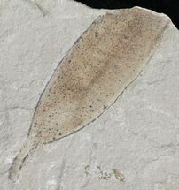 Fossil Legume Pod - Green River Formation, Utah #109205