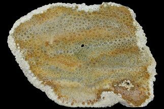 8.5" Polished, Fossil Coral Slab - Indonesia - Fossil #121904