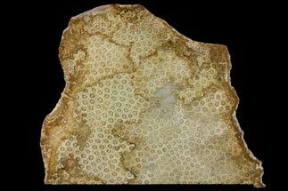 Polished, Fossil Coral Slab - Indonesia #121905