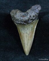 Fossil Isurus Shark Tooth (Mako) From Belgium #1414