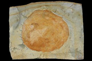 3" Paleocene Fossil Leaf (Zizyphoides) - Montana - Fossil #120844