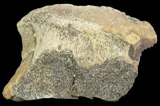 Partial Triceratops Caudal Vertebra - North Dakota #120506