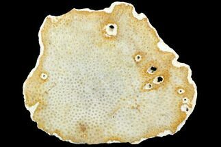 8.5" Polished, Fossil Coral Slab - Indonesia - Fossil #121895