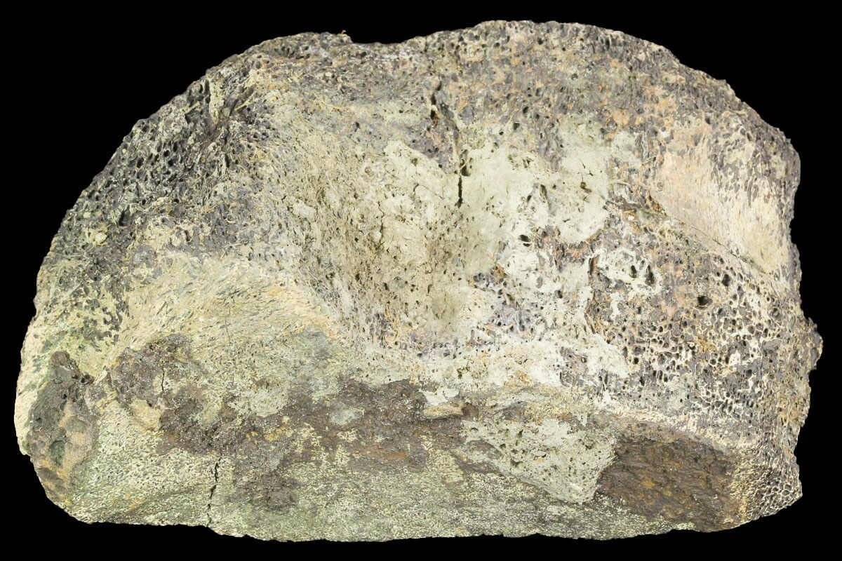fossil triceratops