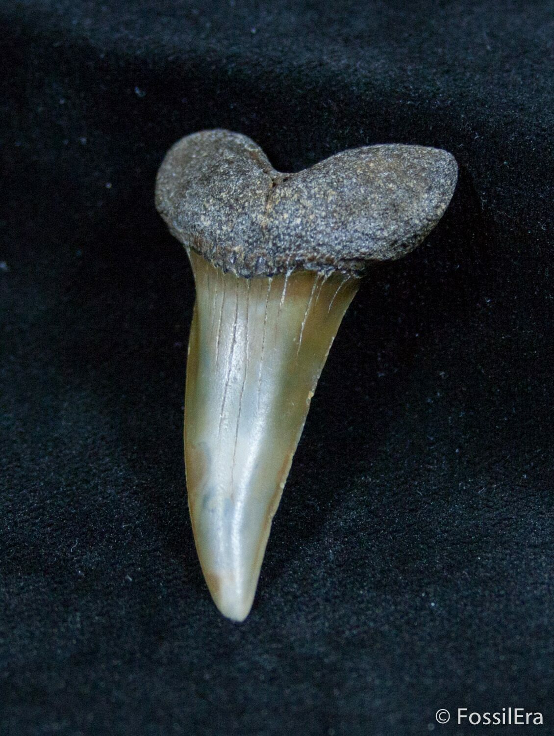 Fossil Isurus Desori Fossil Shark Tooth - Belgium (#1421) For Sale