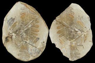 Two Fossil Ferns (Neuropteris And Pecopteris) Pos/Neg - Mazon Creek #121199