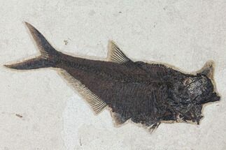 Framed Diplomystus Aspiration (Fish Eating Fish) Fossil - Wyoming #122638
