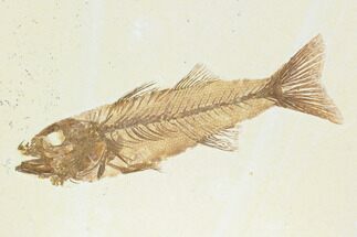 Fossil Fish (Mioplosus) - Beautiful Specimen! #122725
