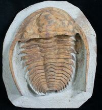 Rare Hamatolenus Trilobite - Long #8541
