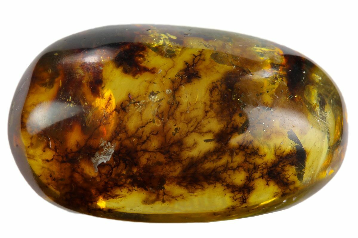 Fossil Moss (Hypnodendrales) In Amber - Myanmar For Sale (#122354 ...