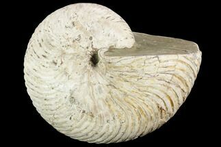 Fossil Nautilus - Madagascar #123140