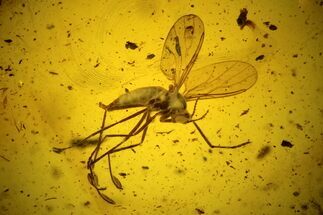 mm Fossil Fly (Diptera) In Baltic Amber #123309