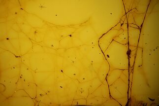 Fossil Spider Web In Baltic Amber #123375