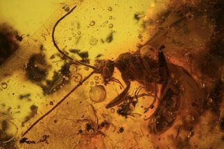 mm Wasp (Hymenoptera) With Fly In Baltic Amber #123381