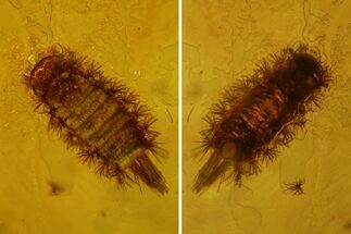 mm Fossil Millipede (Polyxenidae) In Baltic Amber #123399
