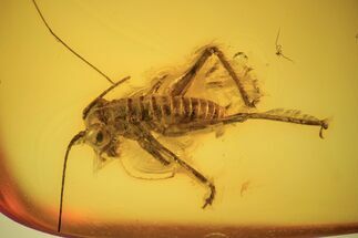 mm Bush Cricket (Tettigoniidae) In Baltic Amber - Rare! #123403