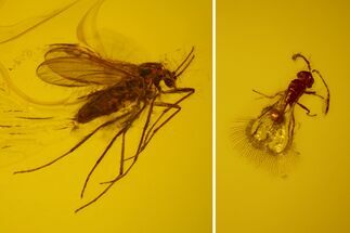mm Fossil Fly & Wasp In Baltic Amber #123412