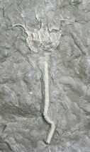 Archaeocrinus Crinoid From Ontario #8629