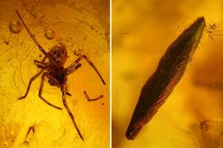 mm Spider, Leaf and Flies in Baltic Amber #123416