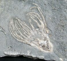 Cupulocrinus Crinoid Crown From Ontario #8631