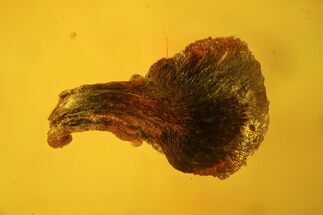 Fossil Leaf, Fly & Springtail In Baltic Amber #123419