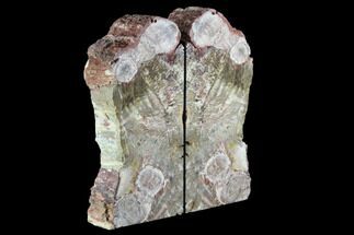 Tall, Petrified Wood (With Fossil Fungus) Bookends - Arizona #123465