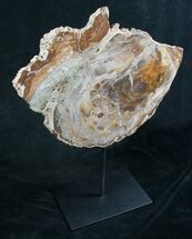 Petrified Wood Slab On Custom Metal Stand - Art #8643