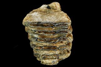 Fossil Woolly Mammoth Molar Section - North Sea Deposits #123679