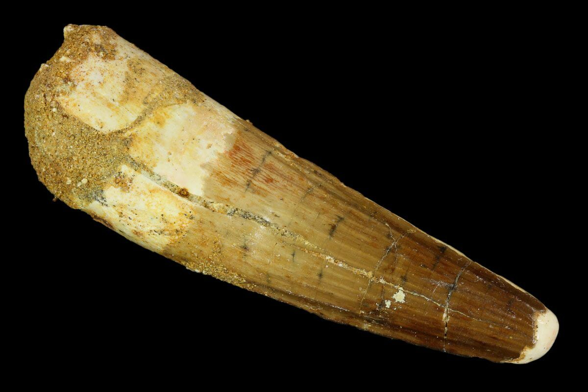 spinosaurus tooth real