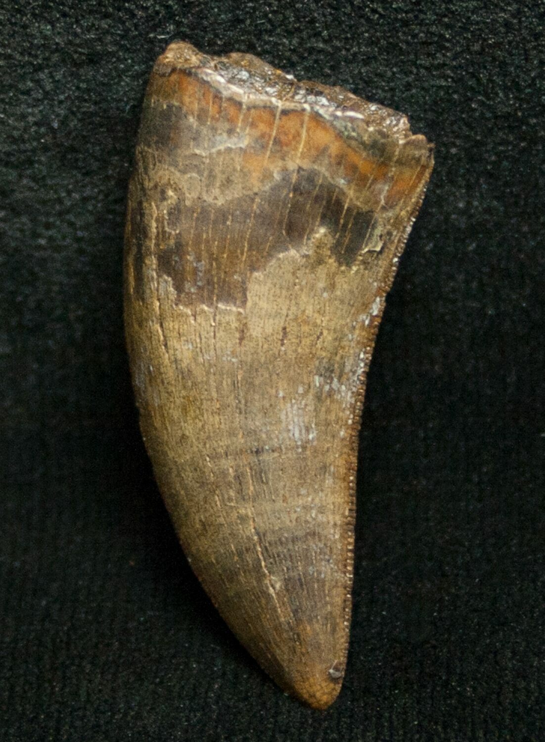 nanotyrannus tooth for sale