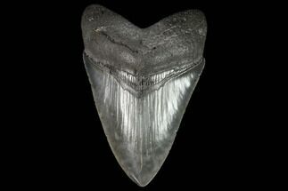 Serrated, Fossil Megalodon Tooth - Georgia #123697