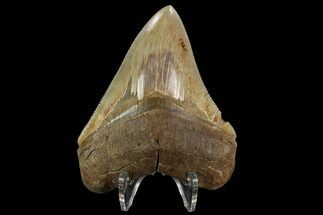 Sharply Serrated, Fossil Megalodon Tooth #123954