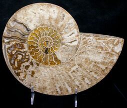 Buy Beautiful 10.8" Choffaticeras Ammonite - Half - #8731