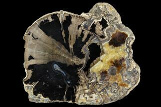 Petrified Wood (Schinoxylon) Round With Calcite - Wyoming #124223