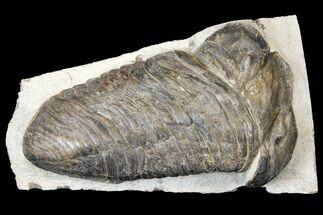 Large, 7.5" Parahomalonotus Trilobite - Foum Zguid, Morocco - Fossil #124901
